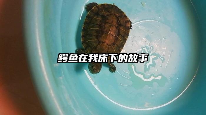 鳄鱼在我床下的故事