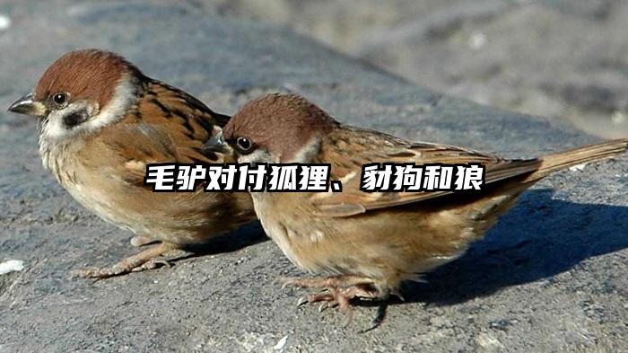 毛驴对付狐狸、豺狗和狼