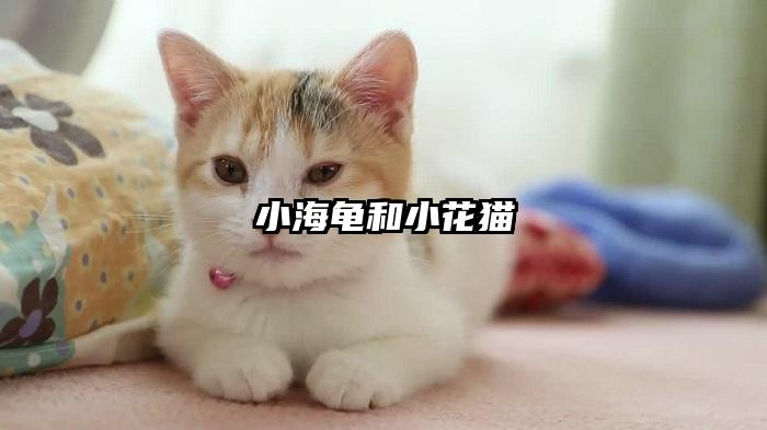 小海龟和小花猫