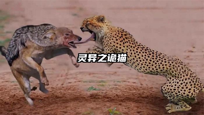 灵异之诡猫