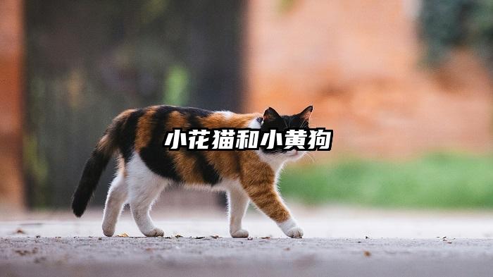 小花猫和小黄狗