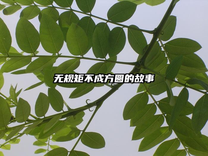 无规矩不成方圆的故事