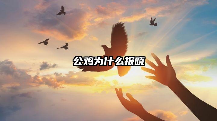 公鸡为什么报晓