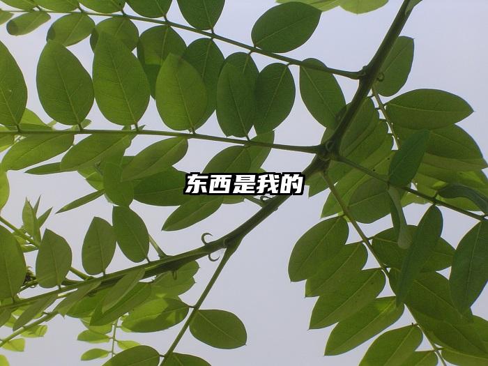 东西是我的