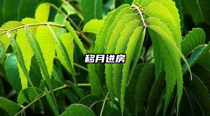 移月进房