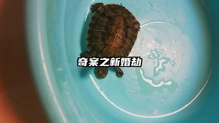 奇案之新婚劫