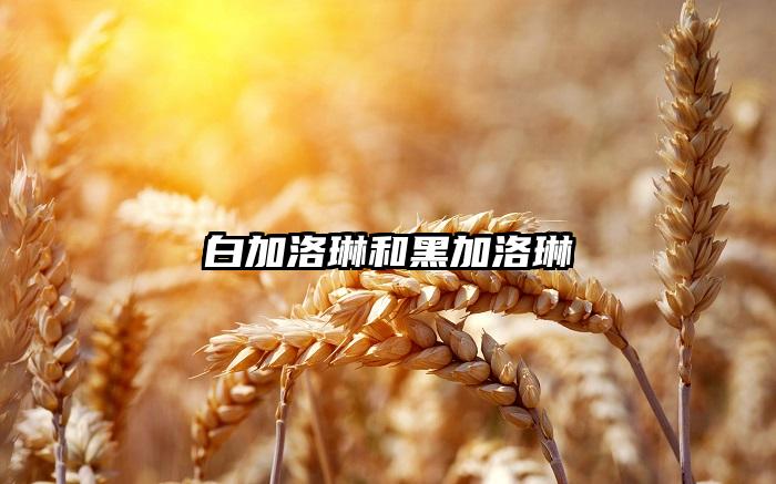 白加洛琳和黑加洛琳