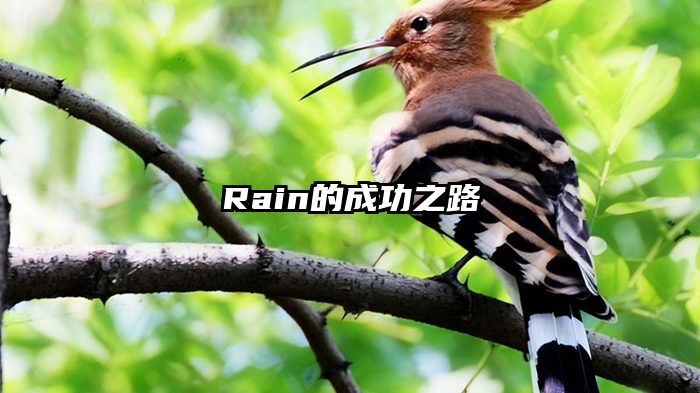 Rain的成功之路