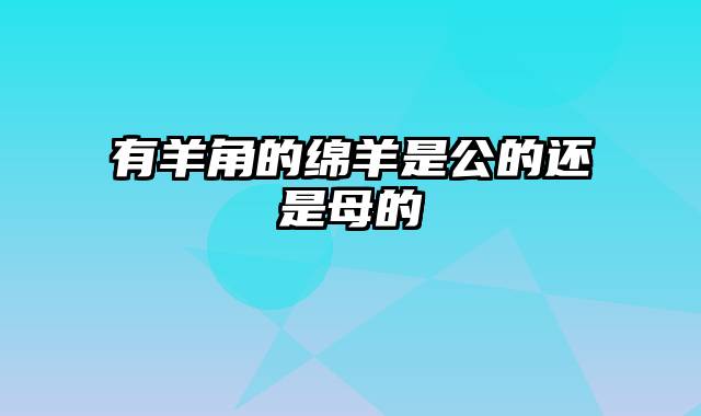 有羊角的绵羊是公的还是母的