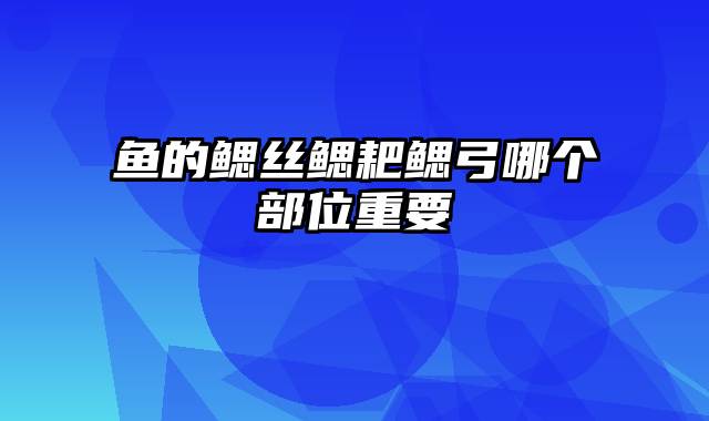 鱼的鳃丝鳃耙鳃弓哪个部位重要