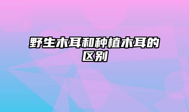 野生木耳和种植木耳的区别