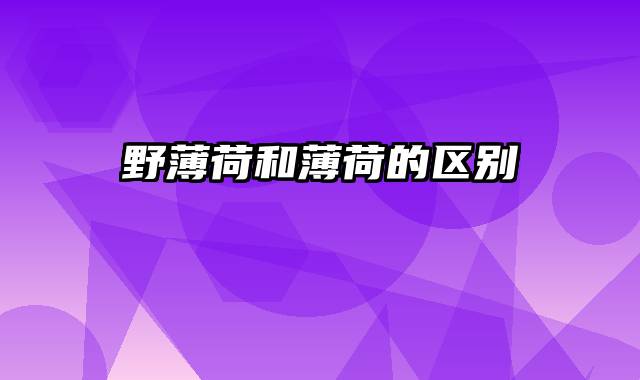 野薄荷和薄荷的区别