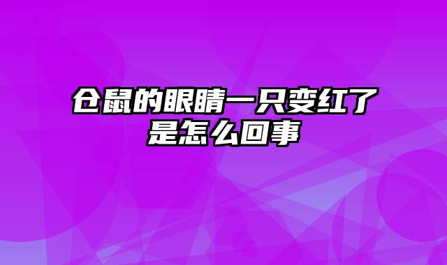 仓鼠的眼睛一只变红了是怎么回事