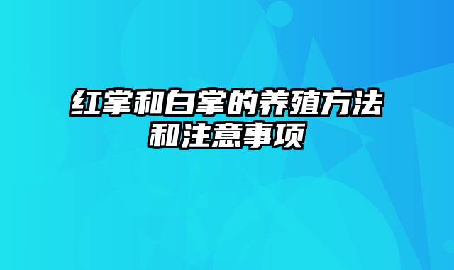 红掌和白掌的养殖方法和注意事项