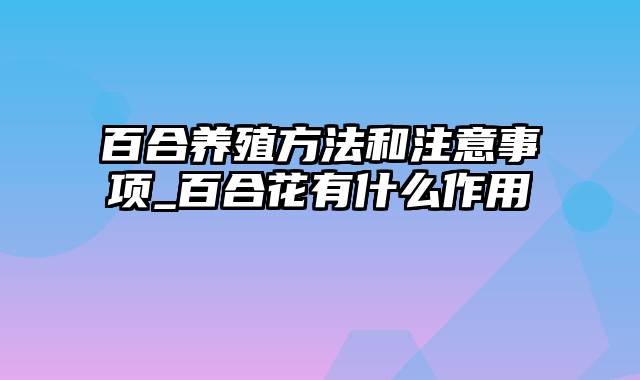 百合养殖方法和注意事项_百合花有什么作用