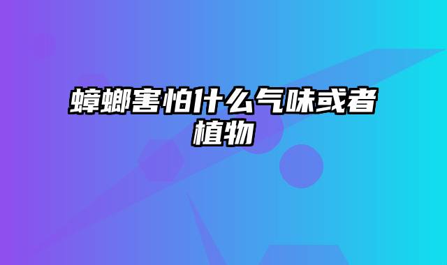 蟑螂害怕什么气味或者植物