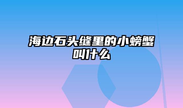 海边石头缝里的小螃蟹叫什么