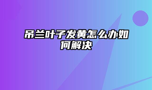 吊兰叶子发黄怎么办如何解决