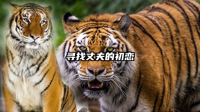 寻找丈夫的初恋