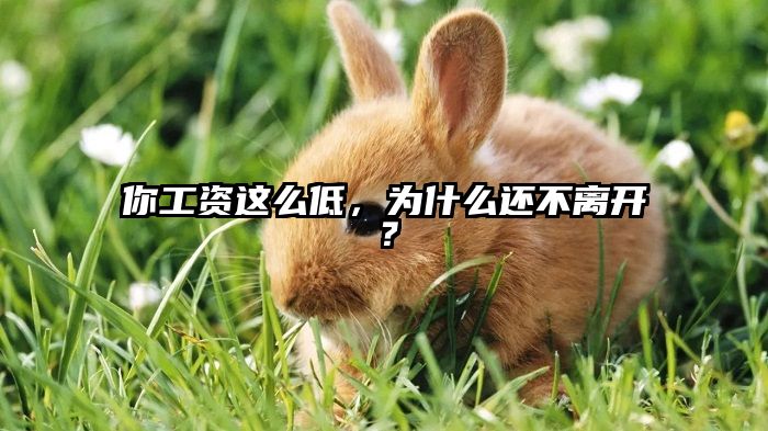 你工资这么低，为什么还不离开？