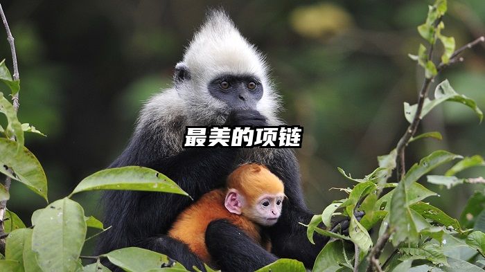 最美的项链