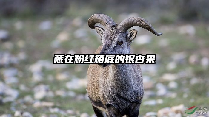 藏在粉红箱底的银杏果