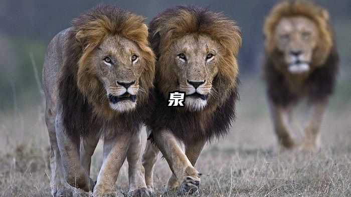 泉
