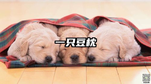 一只豆枕
