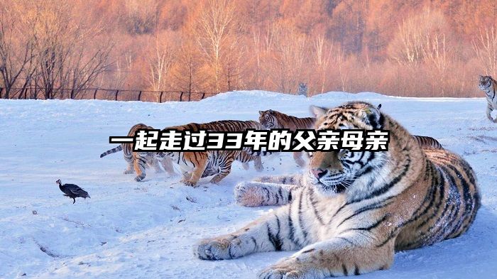 一起走过33年的父亲母亲