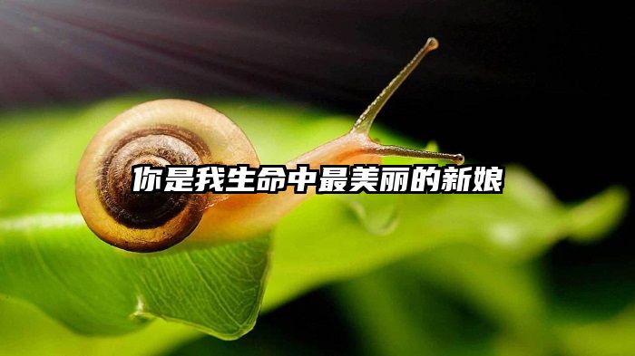 你是我生命中最美丽的新娘